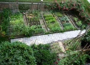 vegetable-garden