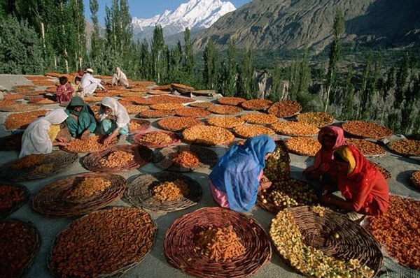 Hunza-apricots