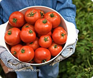 Garden-Fresh-Tomatoes