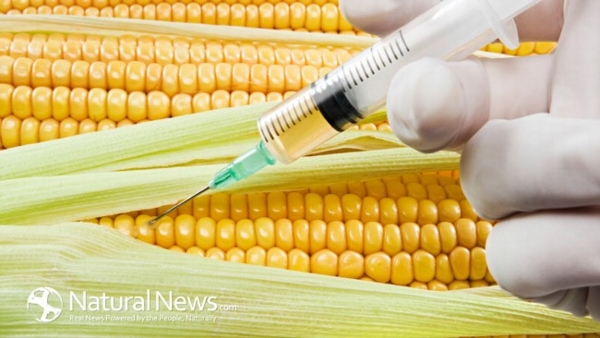 gmo_corn