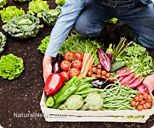 Farmer-Gardener-Harvest-Crops-Vegetables-Soil