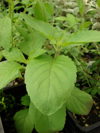 Ocimum_tenuiflorum_Kelley