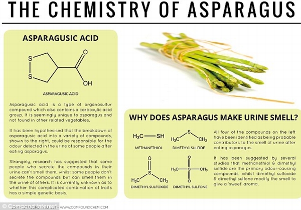 What a whiff: Asparagus causes the urine of some - but not all - people to smell and for 40 years scientists have tried to pinpoint the chemical compounds responsible. While there is no definite verdict, it is thought they are all a form of asparagusic acid