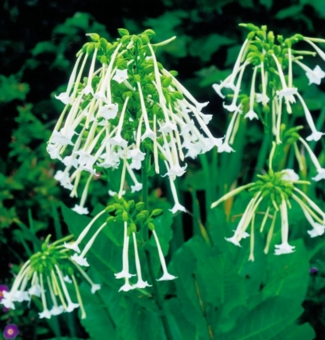 Nicotiana sylvestris (Flowering Tobacco): The Australian team say the next step is to undertake pre-clinical studies to determine what role NaD1 might be able to play in treating cancer.