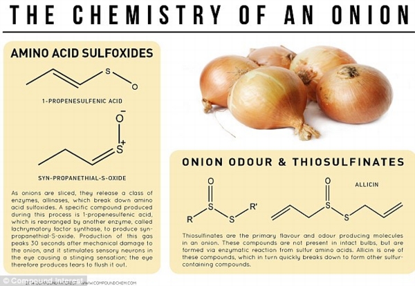 Eye watering: A school teacher has created a number of infographics to explain the chemistry behind everyday food includingwhy onions make us cry. None of the compounds that cause people's eyes to water are present in an intact onion, but when the cell walls are damaged by chopping, an enzyme released produces a range of compounds as a defence mechanism, which act as irritants