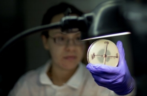 Microbiologist Tatiana Travis in the Infectious Disease Laboratory at the federal Centers for Disease Control and Prevention. (AP / DAVID GOLDMAN)