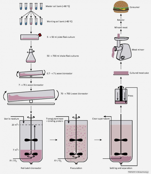 Trends in Biotechnology, van der Weele et al.