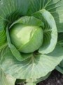 cabbage9