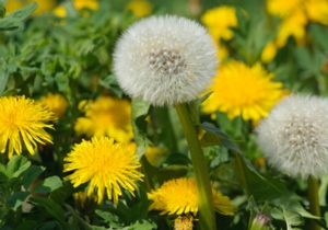 dandelion