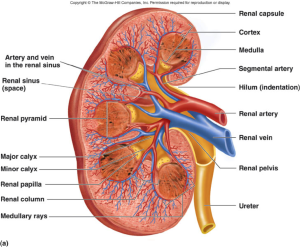 kidneys