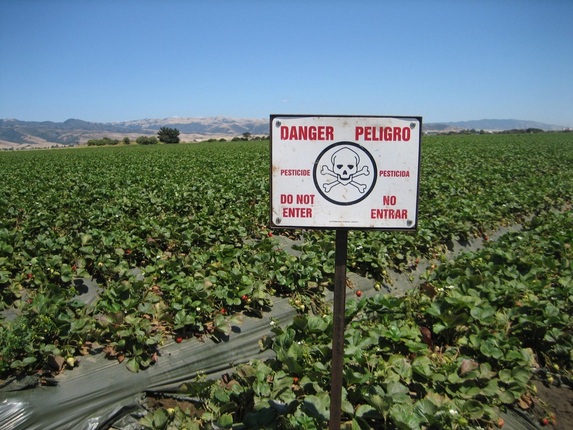 A monocrop of conventionally growing strawberries in Salinas, CA. Photo: by Susie Sutphin