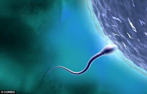 Decline: Falling sperm counts could be caused by traces of the contraceptive pill in drinking water, scientists in Washington have claimed 