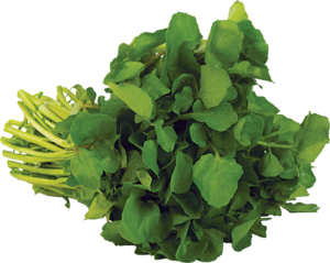 Watercress