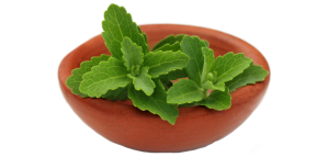 stevia_plant_herb_sugar_735_350-2