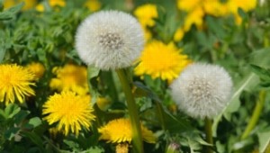 dandelion