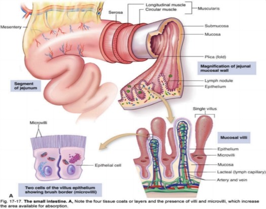 intestine-villi