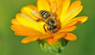 Honey-Bee-On-Flower-Pollen