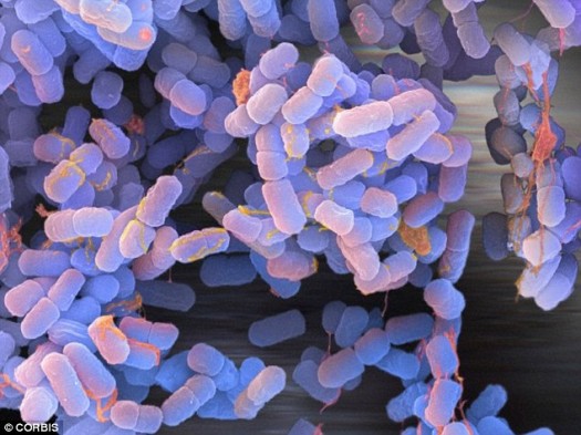 Commonly-found germs on mattresses include E. coli (pictured) and Staphylococcus aureus bacterium – a cousin of MRSA