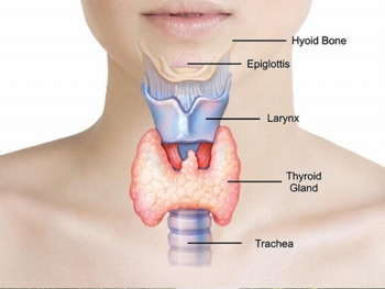 thyroid