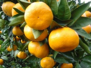 citrus