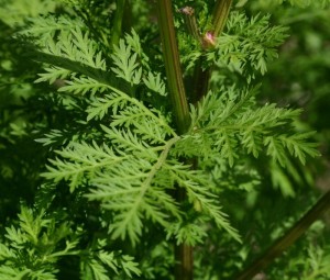 Artemisia Annua