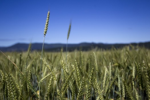 Wheat grows in a test field at Oregon State University (OSU) in Corvallis, Oregon, U.S., Friday, June 7, 2013. Photographer: Natalie Behring/Bloomberg