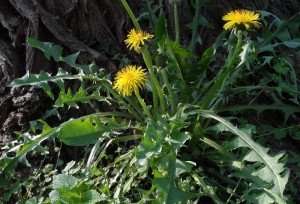 dandelion-1344915_1280