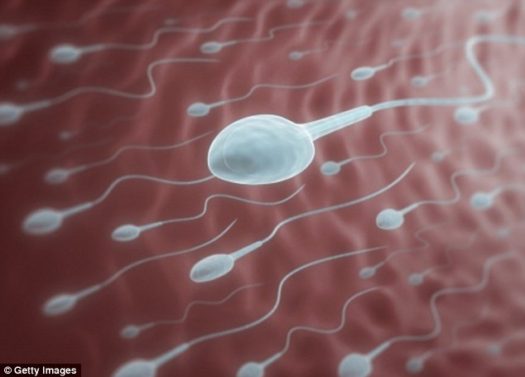 sperm