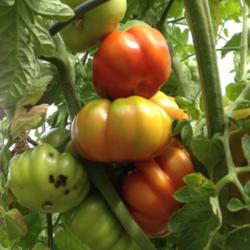 Tomato (Solanum lycopersicum 'Costoluto Fiorentino') ~ Photo by Anderwood