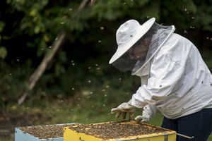 Beekeeper Susanne Weil checks one of the frames inside her hive on Saturday afternoon at her home in Onalaska.