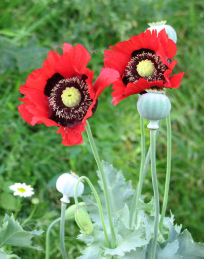 poppies