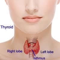 Iodine is food for the thyroid and mammary tissue.