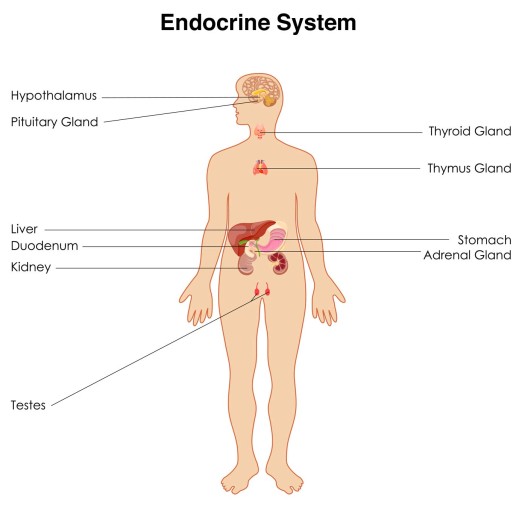 The location of the major endocrine glands