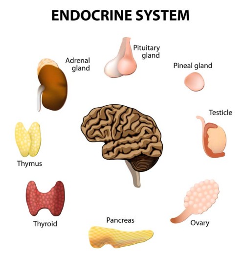 endocrine-system-diagram2